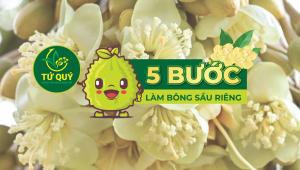 QUY TRÌNH 5 BƯỚC LÀM BÔNG SẦU RIÊNG PHÂN BÓN TỨ QUÝ