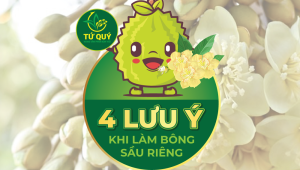 4 LƯU Ý KHI LÀM BÔNG SẦU RIÊNG