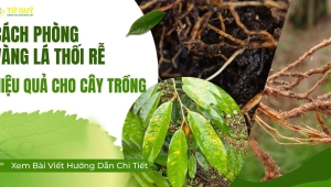 Cách Phòng Vàng Lá Thối Rễ Hiệu Quả Cho Cây Trồng 
