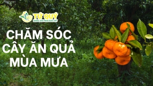 Chăm Sóc Cây Ăn Quả Mùa Mưa: Giữ Cây Khỏe, Bảo Vệ Mùa Trái Ngọt