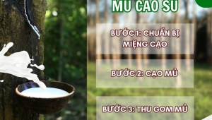 Quy Trình Cạo Mủ Cao Su