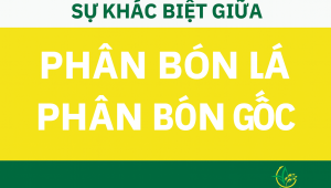 Sự Khác Biệt Giữa Phân Bón Lá và Phân Bón Gốc – Kiến Thức Cần Thiết Cho Nhà Nông Hiện Đại