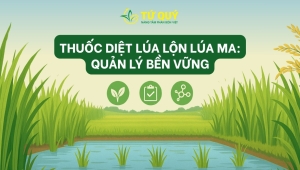 Thuốc diệt lúa lộn, lúa ma: quản lý bền vững & giải pháp vi sinh an toàn
