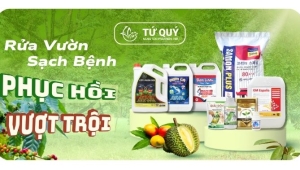 3 BƯỚC PHỤC HỒI SẦU RIÊNG SAU THU HOẠCH