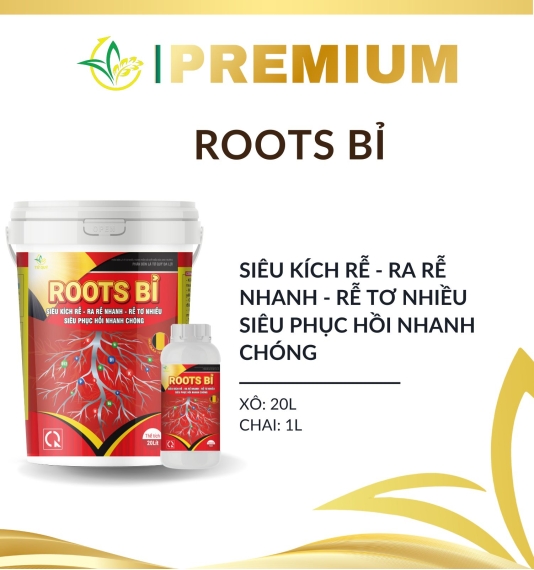 ROOTS BỈ