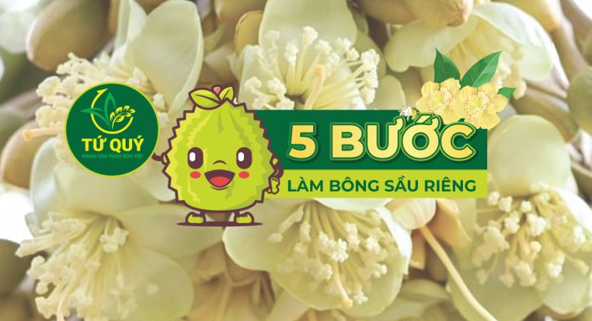 QUY TRÌNH 5 BƯỚC LÀM BÔNG SẦU RIÊNG PHÂN BÓN TỨ QUÝ