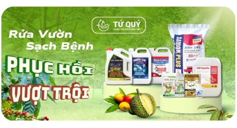 3 BƯỚC PHỤC HỒI SẦU RIÊNG SAU THU HOẠCH