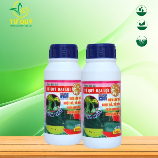 Lớn Trái (Dưa Hấu)