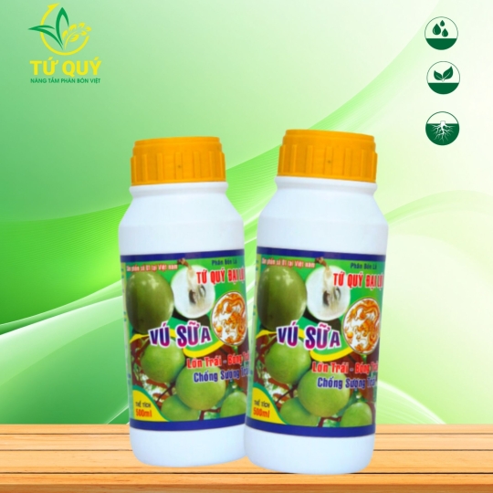 Lớn Trái (Vú Sữa)