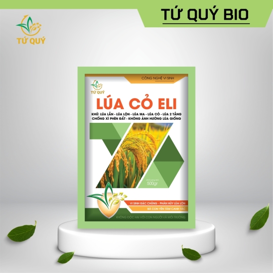 Lúa Cỏ Eli