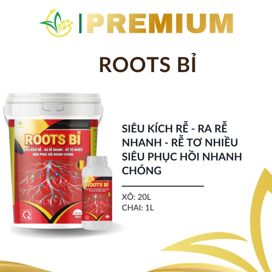 ROOTS BỈ